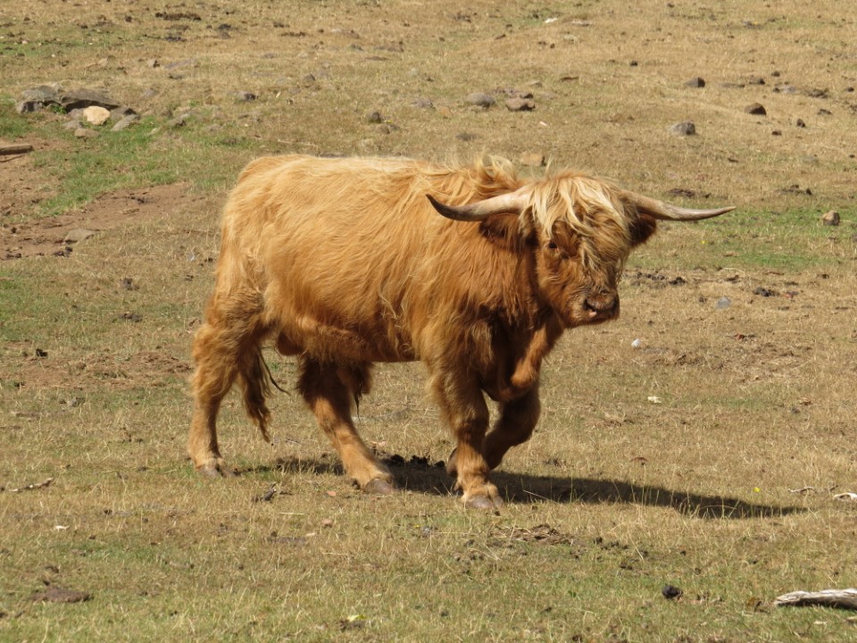 hairy cow